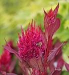 Flor e abelha vermelhas do Celosia