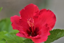 Red Hibiscus Flower Close-up
