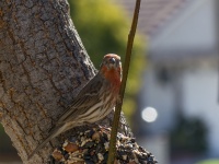 Red House Finch Close Up
