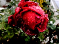 Red Rose Drenched from Rain