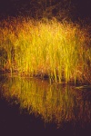 Reeds In Autumn