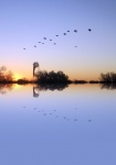 Reflection of birds in flight