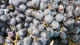 Rijpe druiven