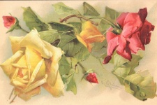 Růže Catherine Kleinová