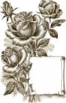 Roses Vintage Illustration