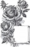 Rosas vintage ilustración