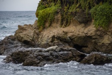 Seal on Rocks in Ocean