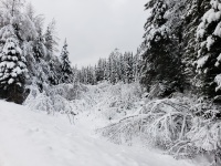 雪の森の冬の風景