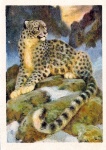 Snow Leopard Panthera Uncia 1924
