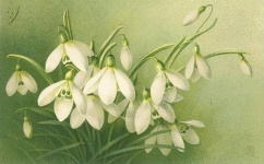 Primavera di fiori di Galanthus bucaneve