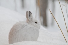 Snowshoe Hare în Alaska