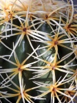 Cactus appuntito da vicino