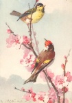 Primavera pássaros Catherine Klein 1926
