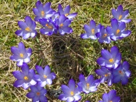 Spring Crocus Flowers Love