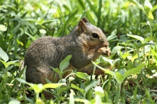 Squirrel Eating in Tall Grass