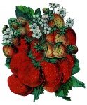 Strawberries Vintage Illustration
