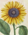Sonnenblume 1796