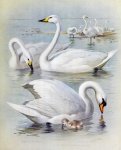 Swan Vintage schilderij afdrukken