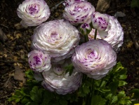 Tecolote Giant Ranunculus