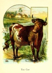 La mucca