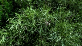 Thin Leafed Plant Green