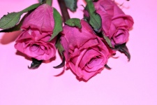 Drei rosafarbene Rosen auf rosafarbenem 