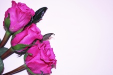 Drei rosa Rosen auf weißer Nahaufnahme