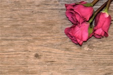Drei rosa Rosen auf hölzernem Hintergrun