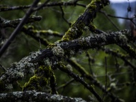 Ramo di un albero con licheni