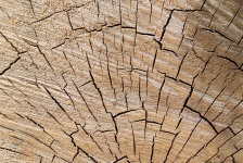 Tree Stump Texture