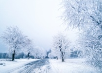 Árvores e estrada no inverno