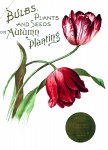 Poster di semi d'epoca di tulipani