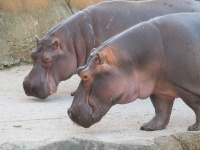Due ippopotami
