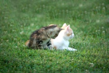 Deux chatons dans l'herbe