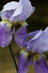 Dwa Lavender Bearded Iris Close-up