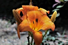 Two Orange Day Lilies and Buds
