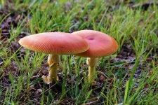 Dvě oranžové houby v trávě