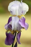 Twee Paarse Iris Close-up