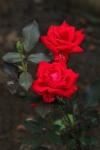 Två röda rosor och knoppar