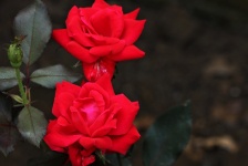 Two Red Roses Background