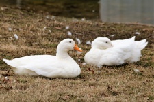 Dois patos brancos deitado na grama