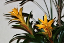 Two Yellow Bromeliads on White