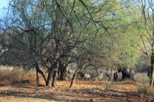 Two Zebras Under Trees