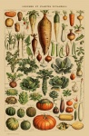 蔬菜复古艺术打印