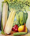 Verduras Ilustración Vintage