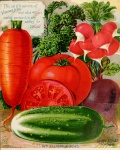 Vegetables Vintage Illustration