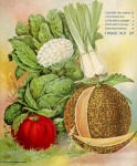 Vegetables Vintage Illustration