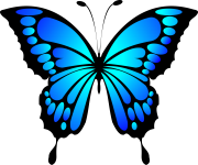Vibrant modrý motýl