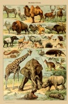 Vintage dieren Art Print