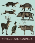 Vintage dzikie zwierzęta